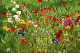 Bloemrijke en insectenvriendelijke bermen in Molenhoek
