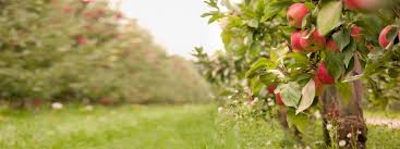19 september: Appeloogstfeest in boomgaard Elshof