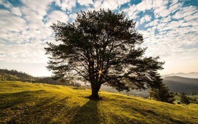 Gemeente Heumen gaat bomen planten