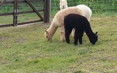 Nederasselt krijgt eigen alpaca’s