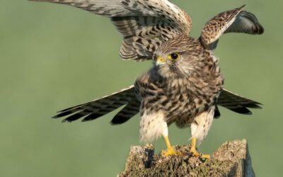 Online lezing over roofvogels in Nederland op 20 april