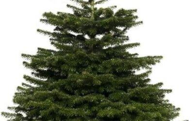 Inzameling kerstbomen gemeente Heumen