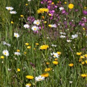 Nieuw plan voor biodiversiteit in gemeente Heumen