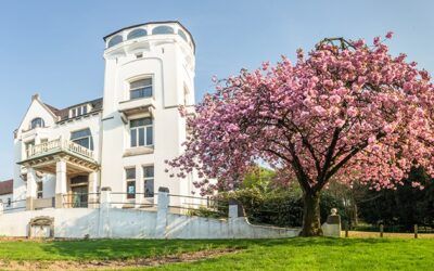 Kersenbomen bij Jachtslot worden vervangen