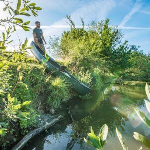 Afname in het aantal muskusratten langs rivieren