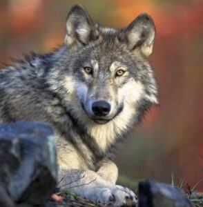 Mogelijk wolf in de omgeving van de Mookerhei