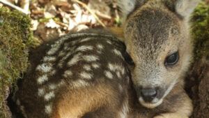 Boswachters roepen op om natuur rust te geven